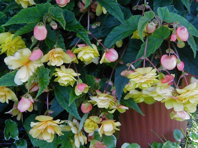 Begonia Illumination