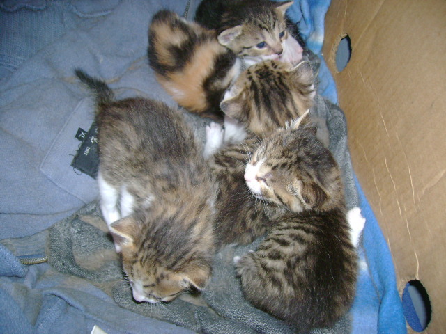 DSC00762 - pisica mea si alte animale