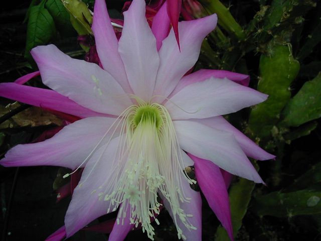 Epiphyllum Hybride Violet White