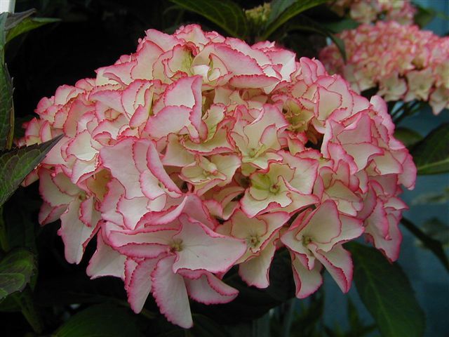 Hortensia Macrophylla Sabrina