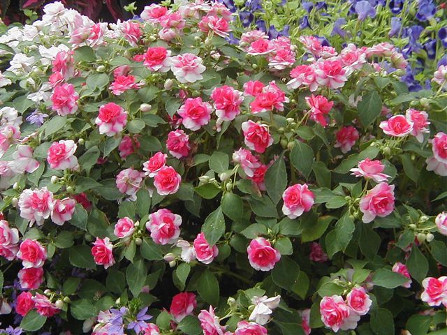 Impatiens Double