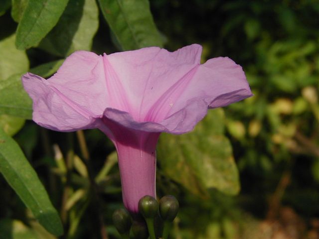 Ipomoea Platensis
