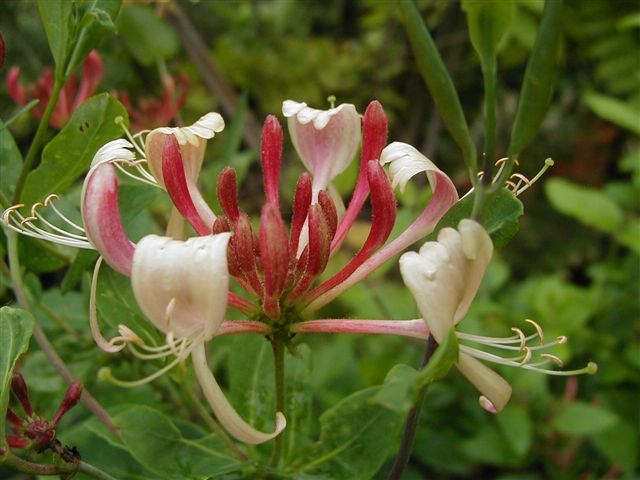 Lonicera Henrii