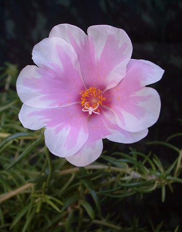 portulaca rose wit - IMI DORESC