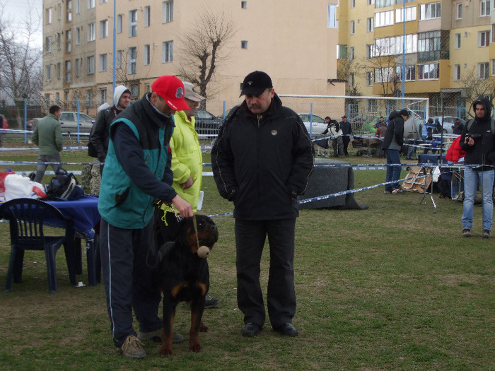 Picture 001; brasov BOB J CAC BOG2-LOC 3 ARBITRU D.MOLNAR ZSOLT
