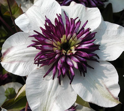 CLEMATIS FLORIDA SIEBOLDII