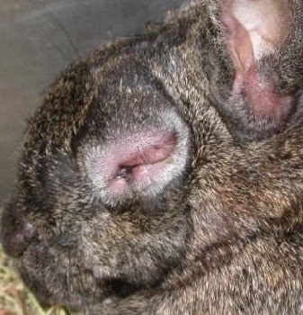 myxomatosis2