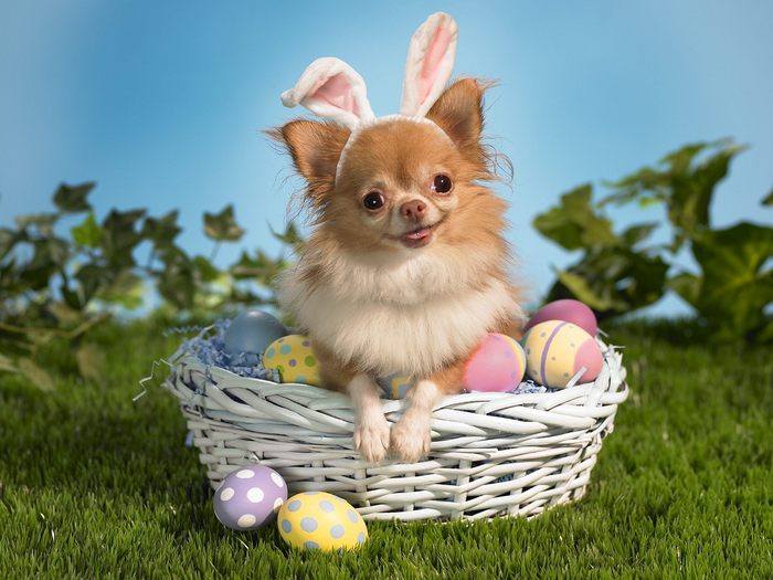 Bunny-Wishes-Happy-Easter-Wallpaper - imagini desktop