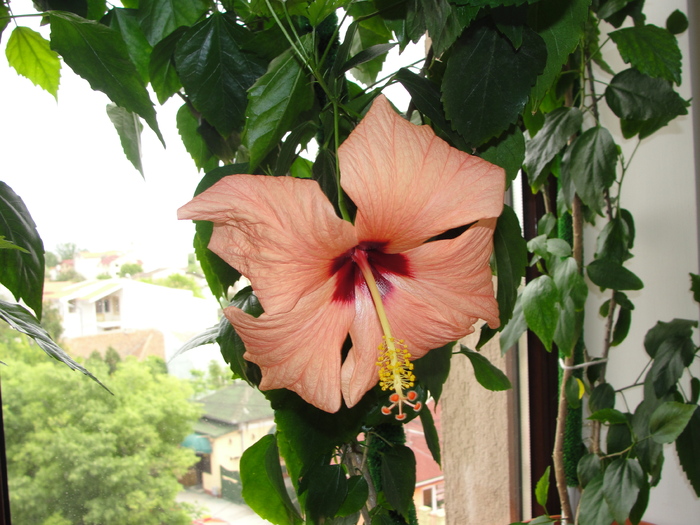 hibiscus cais simplu - D-hibiscus 2010