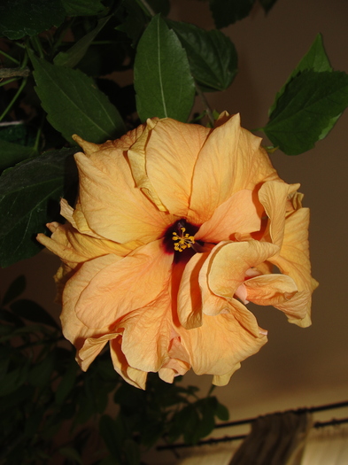 hibiscus cais batut - D-hibiscus 2010