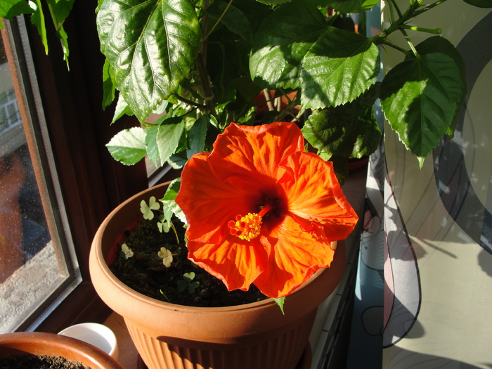 h. portocaliu simplu, ankara - D-hibiscus 2010