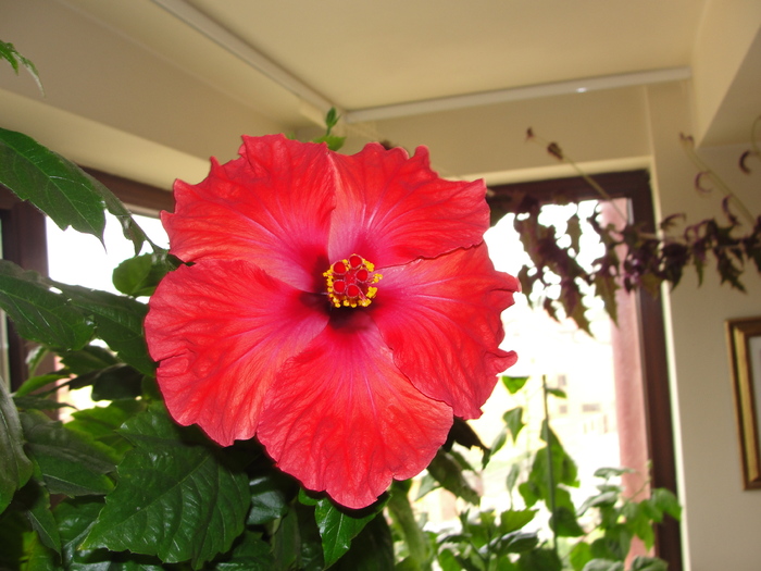 h. rosu simplu gofrat - D-hibiscus 2010