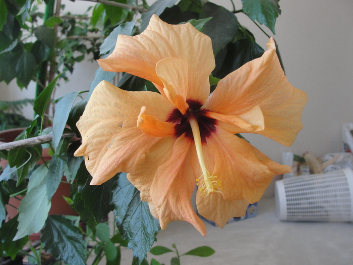 h. cais sau freez dublu - D-hibiscus 2010