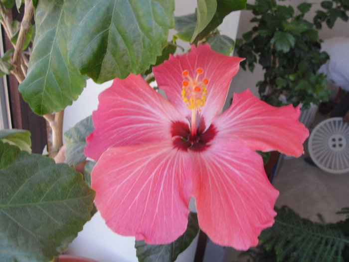 h. roz-siclam simplu - D-hibiscus 2010