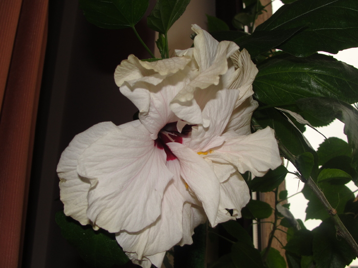 h. alb-crem dublu - D-hibiscus 2010