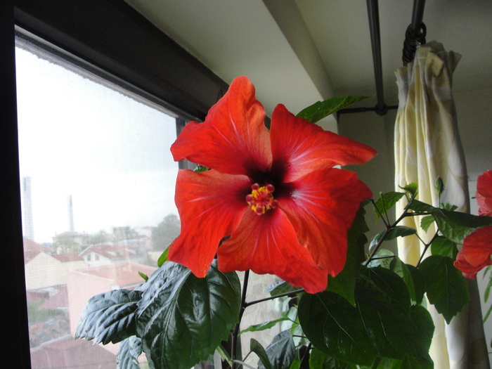 h. rosu simplu, petale intoarse - D-hibiscus 2010