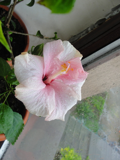 l-am pierdut - D-hibiscus 2010