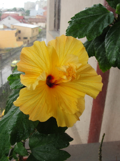 l-am pierdut - D-hibiscus 2010