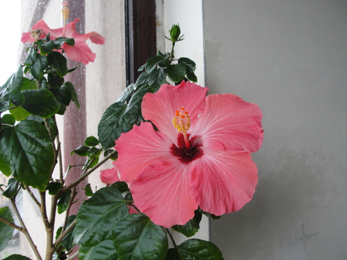 l-am pierdut - D-hibiscus 2010