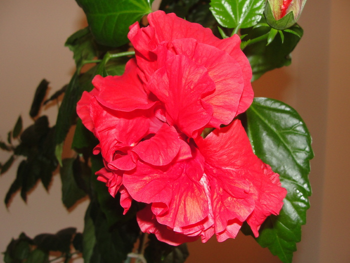 h. rosu batut - D-hibiscus 2010