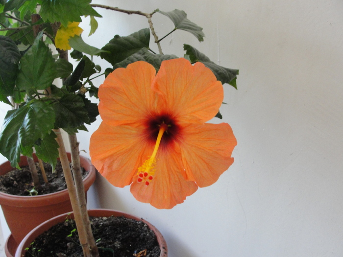 h. portocaliu-pal simplu - D-hibiscus 2010