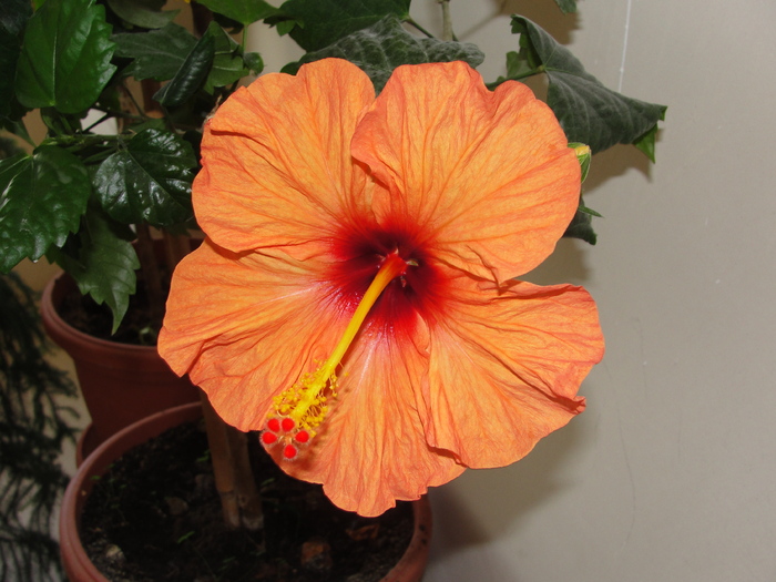h. portocaliu-pal simplu - D-hibiscus 2010