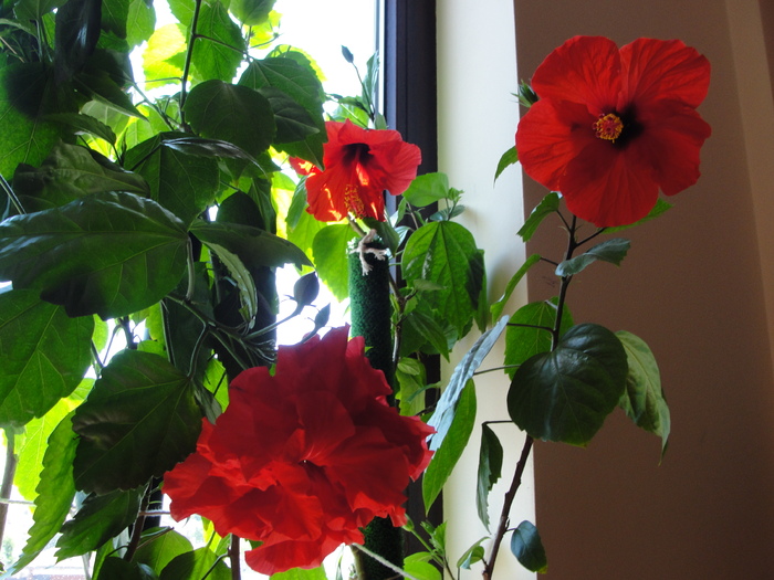 h. rosu simplu si batut - D-hibiscus 2010