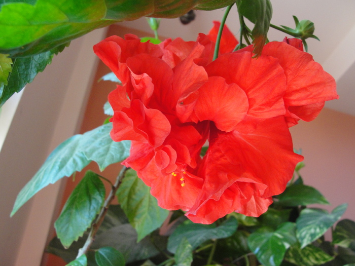 h. rosu batut - D-hibiscus 2010