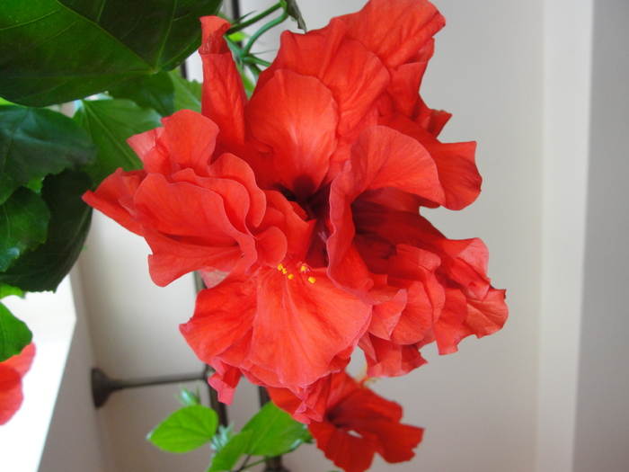 h. rosu batut - D-hibiscus 2010