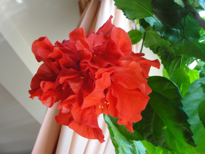 h. rosu batut - D-hibiscus 2010