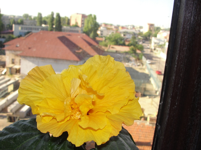 h. galben batut