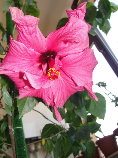 h. siclam dublu