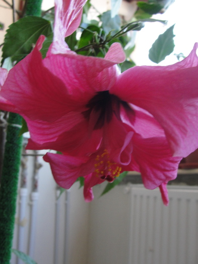 h. siclam dublu