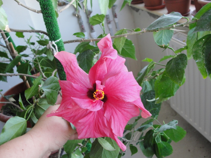 h. siclam dublu