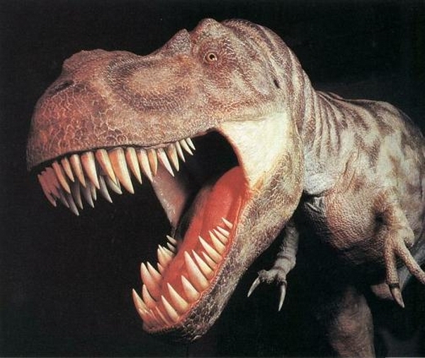 877 (43) - dinozauri