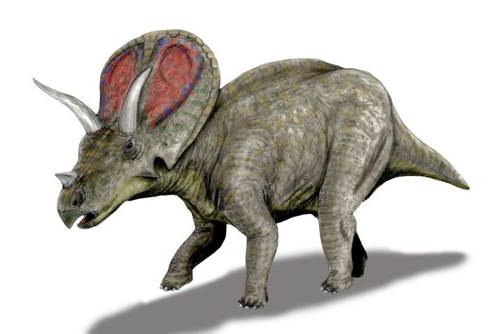 Torosaurus-Nobu-Tamura - dinozauri