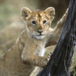 poze_animale_salbatice-leu-dragut-150x150 - poze leii