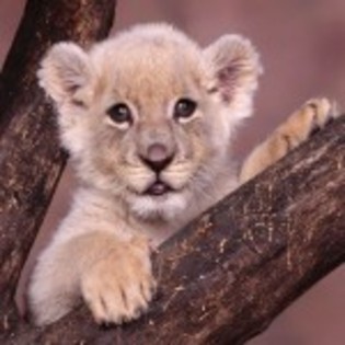 poze_animale_salbatice-pui-tigru1-150x150 - poze leii
