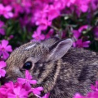 poze-cu-iepurasi-draguti_avatare-de-Pasti_-50-150x150