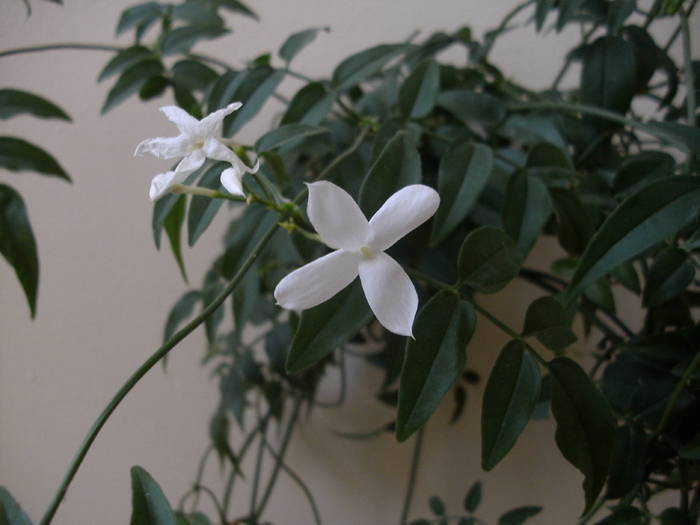Jasmin - Jasminum polyanthum