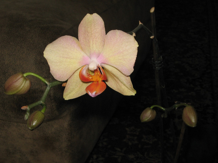 phale 7 - Orhidee Colectie