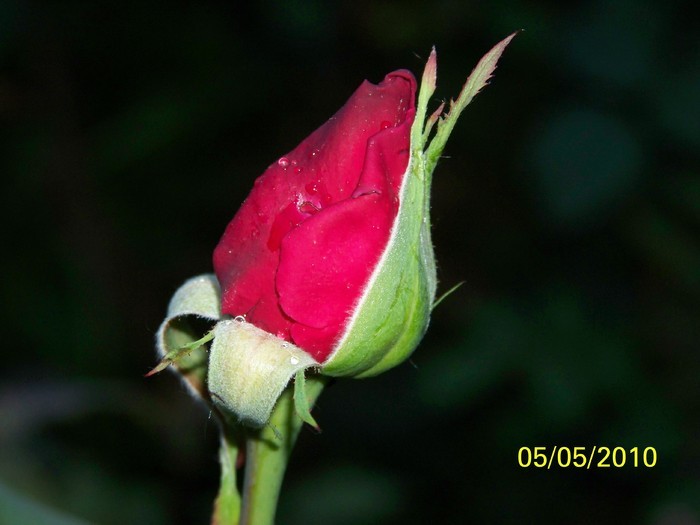 15332828 - xxTrandafiriixx