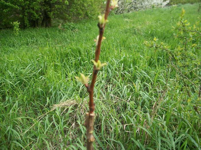 cais negru in corcodus