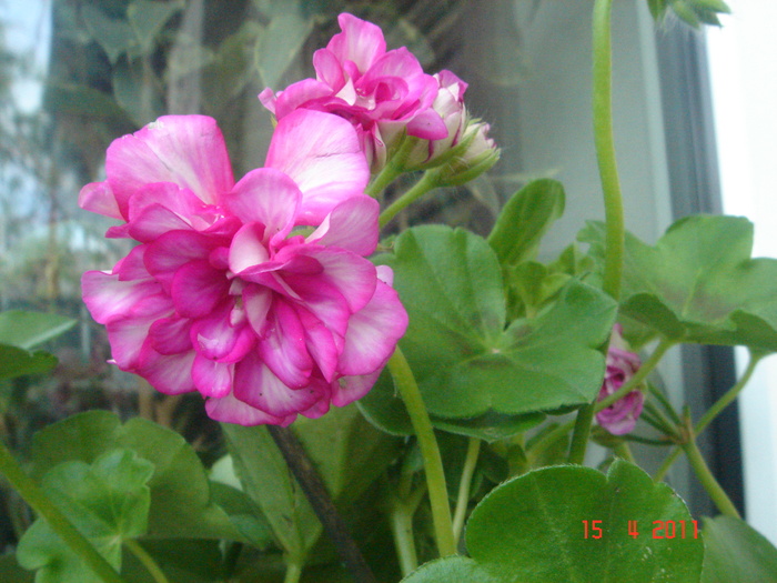 muscata - 2011 aprilie