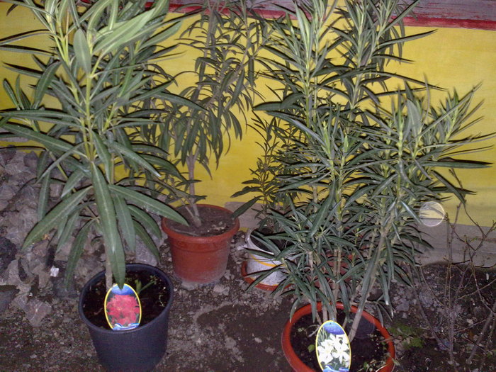 rosu si alb