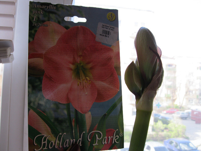 Amy roz... - AMARYLLIS-11