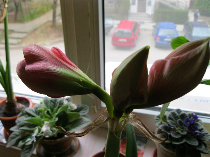  - AMARYLLIS-11