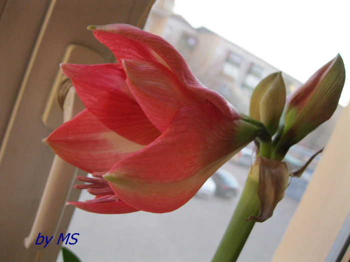 IMG_0073 - AMARYLLIS-11