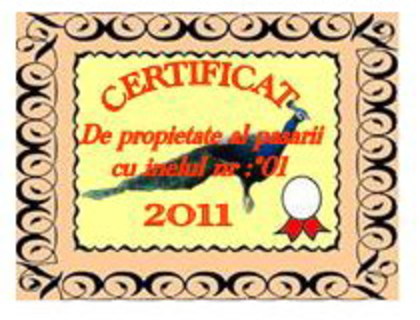 certificatpaun1 - Certificate care insotesc inelele