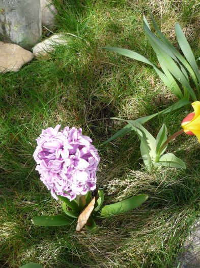 Splendid Cornelia in 9-10 aprilie 2011